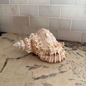 Natural Large Conch Schell